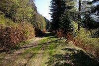 Le chemin forestier menant au Refuge de Larreix