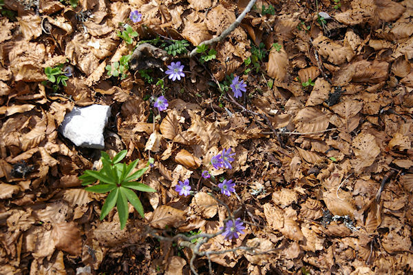 Jolies fleurs de printemps