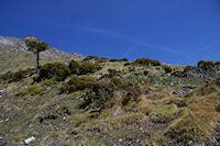 Parterre fleuri en montant au Col du Pas de l'Ane