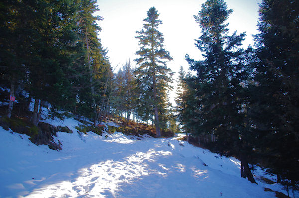 Le Bois de Rame