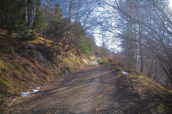 Dans le Bois d_Artigue