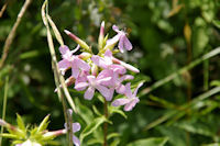 De jolies fleurs a Cantin