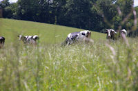 Des vaches a Cantin