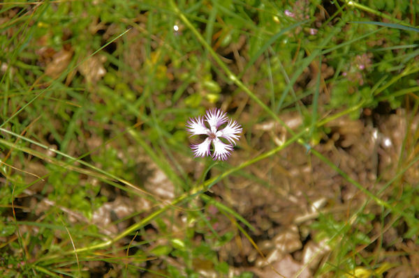 Un illet, simple mais beau et quelle senteur!