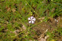 Un illet, simple mais beau et quelle senteur!