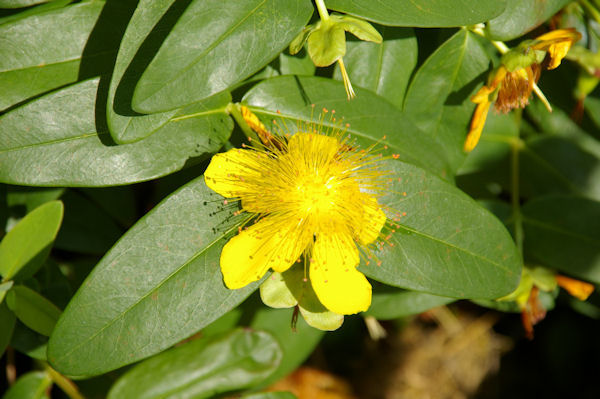 Belle fleur  Perron