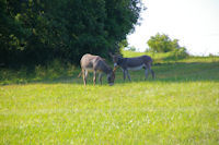 Deux anes dans le vallee de la Nere