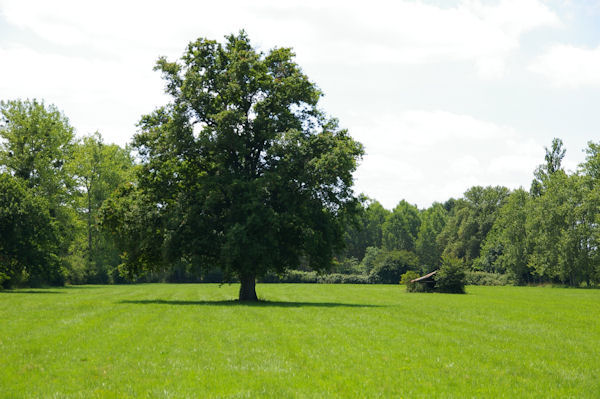 C_est bien vert dans la valle de la Nre