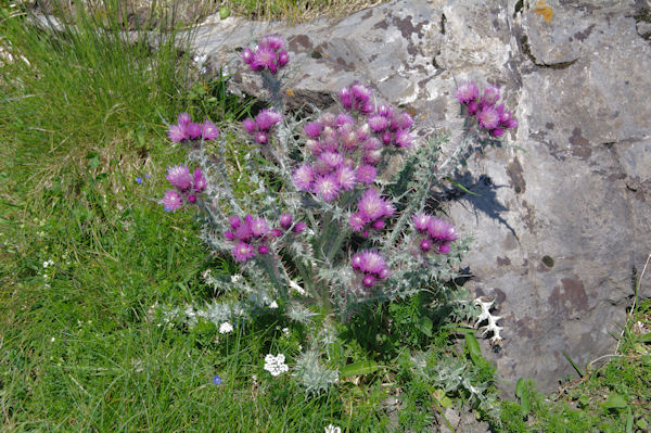 Jolis chardons sur le chemin