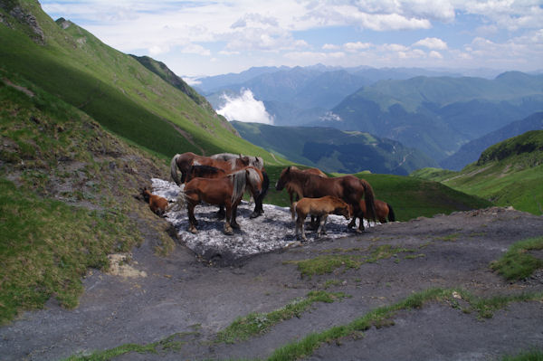 Des cheveaux au frais sur le nv de la Coume de Bourg