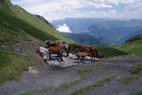 Des cheveaux au frais sur le nv de la Coume de Bourg