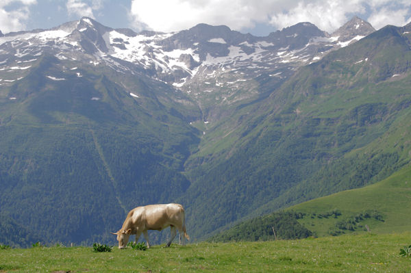 Vache en estive, au fond, Le Pic de Maupas, le Pic des Crabioules, le Pic Lzat et le Grand Quayrat