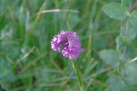 Orchis male