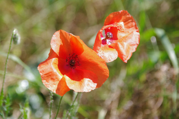 Coquelicots