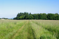 Le chemin menant  la Chapelle St Jean