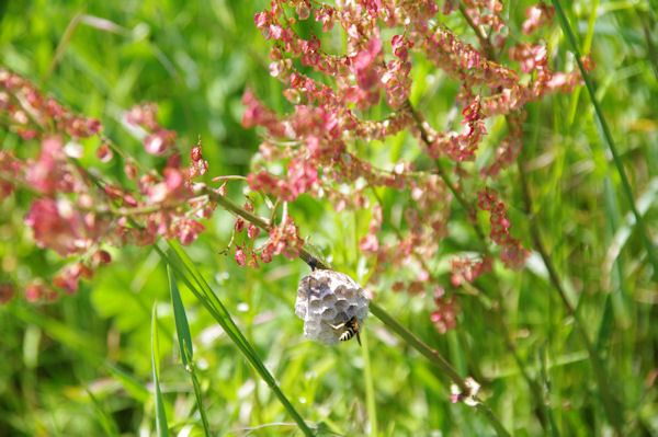 Prparatifs de printemps  Larriouet