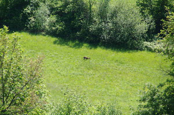 Un chevreuil broute, depuis la route du Moulin de Saman