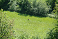 Un chevreuil broute, depuis la route du Moulin de Saman