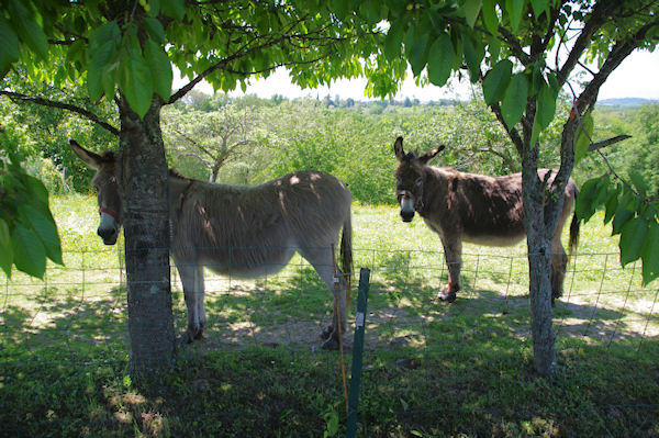 Deux anes dans la chaleur du Pouy