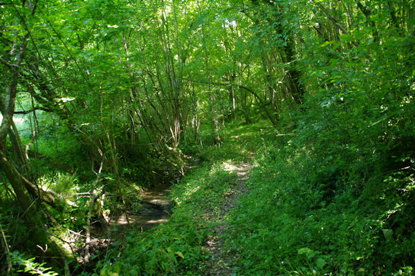 Le sentier dans les bois  La Coume