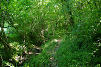 Le sentier dans les bois a La Coume