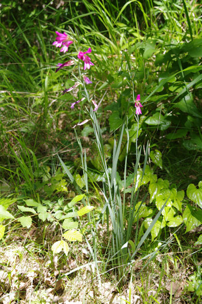 Des orchides sous Les Oubats