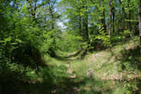 Le chemin arbor sous Les Oubats