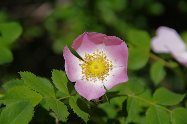 Une glantine sous Les Oubats