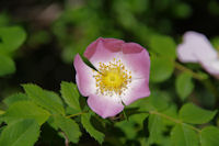 Une eglantine sous Les Oubats