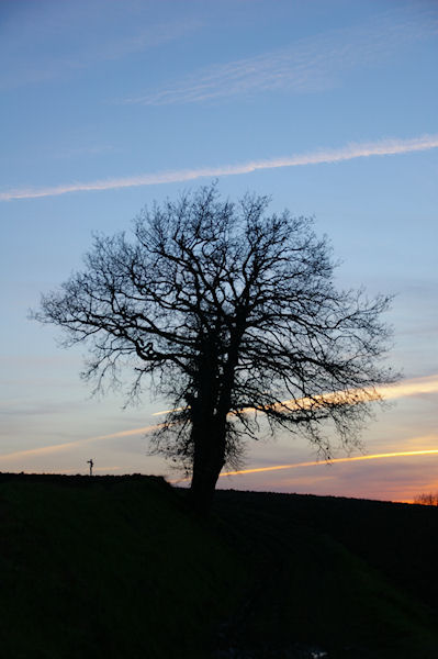 Un arbre solitaire vers le Tumulus