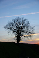 Un arbre solitaire vers le Tumulus