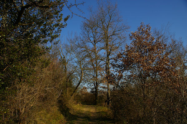 Le chemin au dessus de Rive d'Aigue