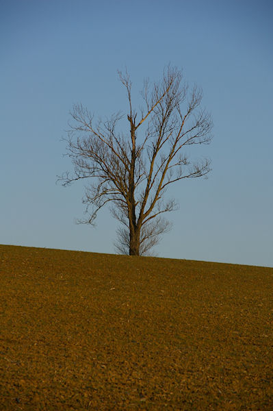 Un arbre solitaire vers Borde Haute