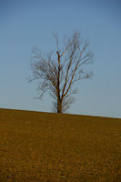 Un arbre solitaire vers Borde Haute