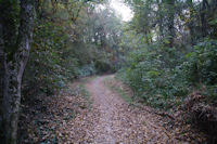 Le GR653 dans le Bois de Lamothe