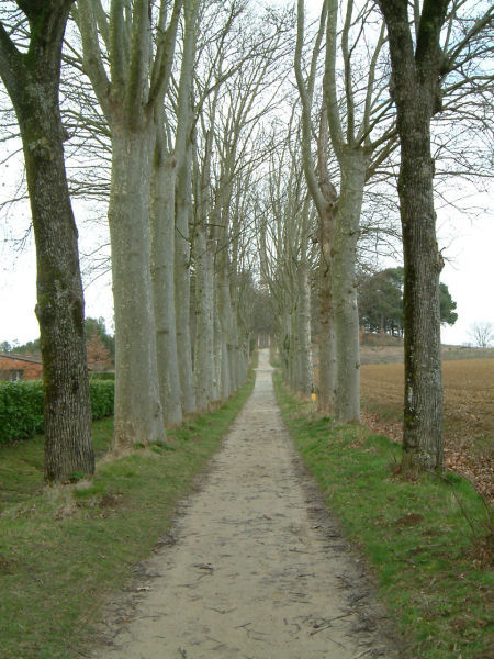 Le chemin menant  l'oblisque de Riquet