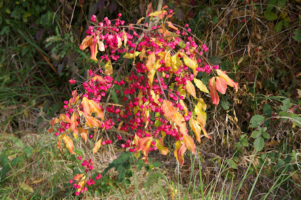 De la couleur sous Bourrieu