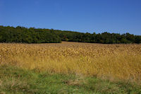 Couleurs d'automne  Faur