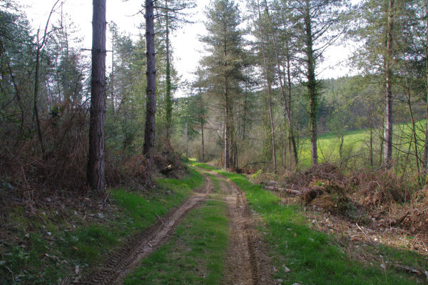 En descendant dans le vallon du ruisseau de Bernesse