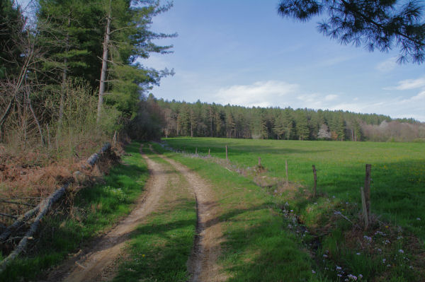 Dans Le Bois