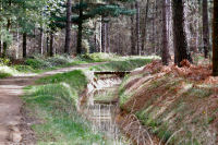 Le GR86 le long du canal de Franquevielle  Cardeilhac au mileiu des pins