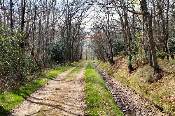 Le GR86 le long du canal de Franquevielle  Cardeilhac