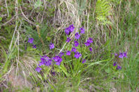 Un bouquet de Grassette en fleur