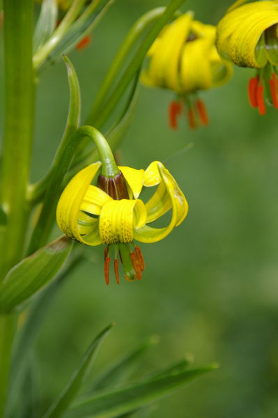 Le fameux Lys jaune des Pyrnes