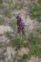 Une Orchide pourpre (Serapias vomeracea)