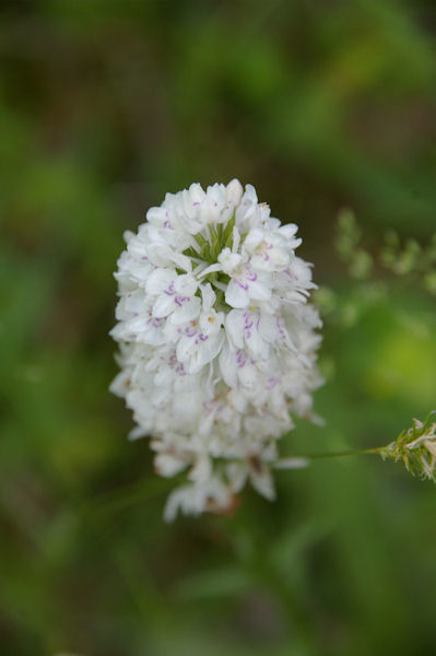 Une Orchide (orchis des bois)