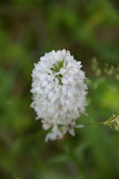 Une Orchide (orchis des bois)