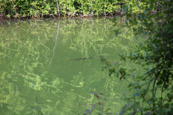 Un frayre sur le lac sur le Touch