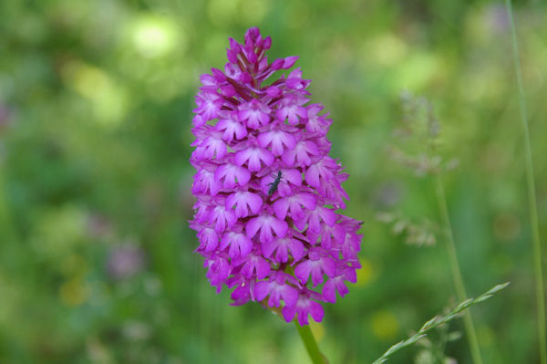 Un orchide (Orchis pyraramidal)