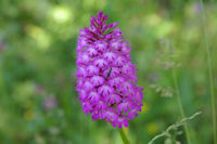 Un orchide (Orchis pyraramidal)